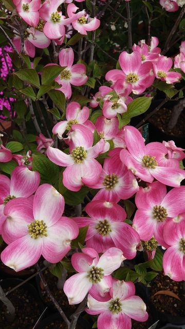 f:id:gemini-yahata:20200423185855j:plain