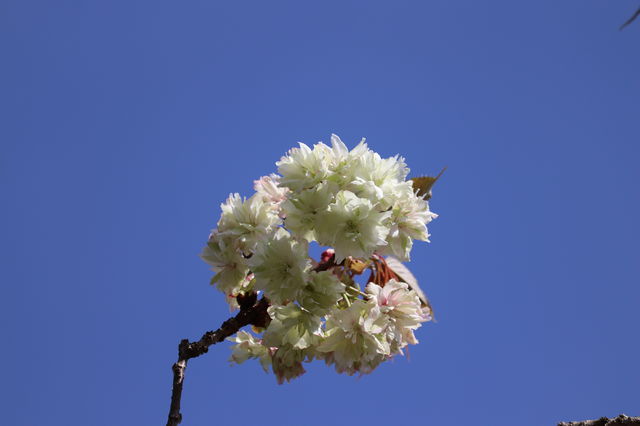 f:id:gemini-yahata:20200501140802j:plain