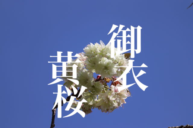 f:id:gemini-yahata:20200501141304j:plain