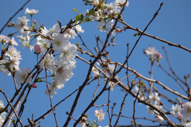 f:id:gemini-yahata:20201001113608j:plain