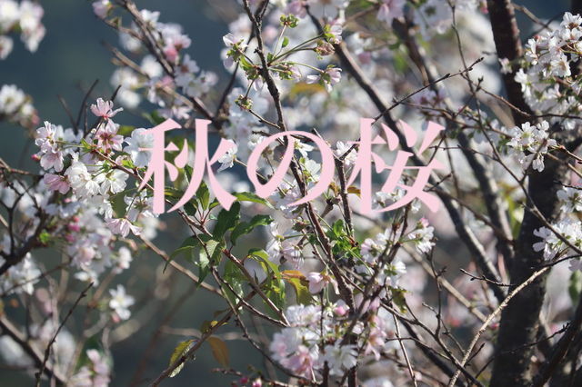 f:id:gemini-yahata:20201001113801j:plain