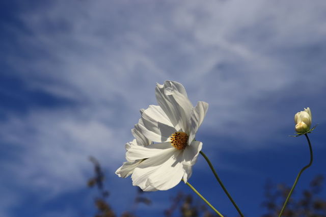 f:id:gemini-yahata:20201108113704j:plain