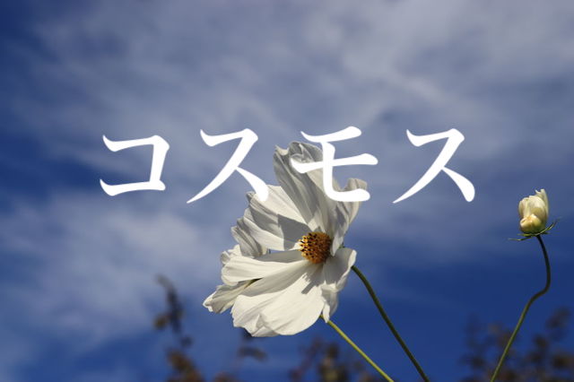 f:id:gemini-yahata:20201108113917j:plain