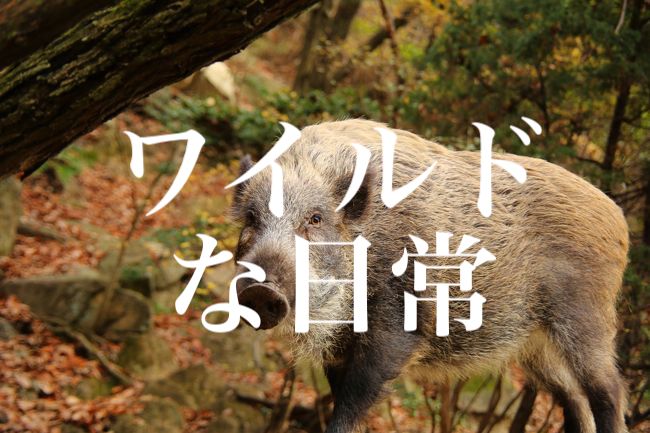 f:id:gemini-yahata:20210313174022j:plain