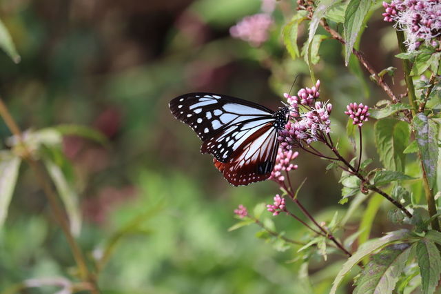 f:id:gemini-yahata:20211116120358j:plain