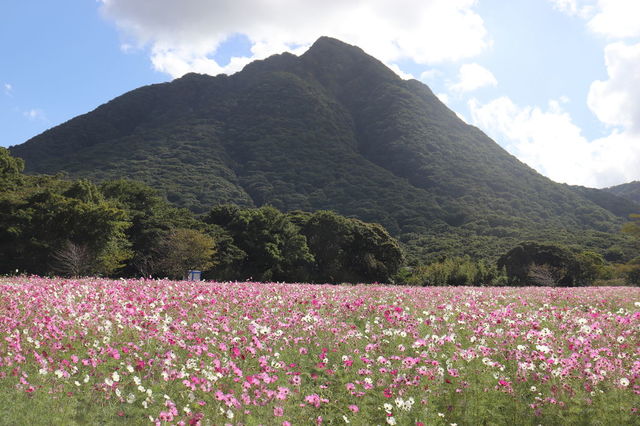 f:id:gemini-yahata:20211116120416j:plain