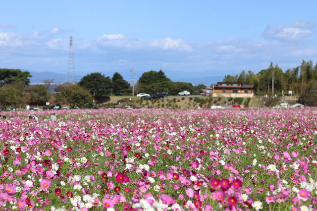 f:id:gemini-yahata:20211116120433j:plain