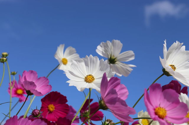 f:id:gemini-yahata:20211116120509j:plain