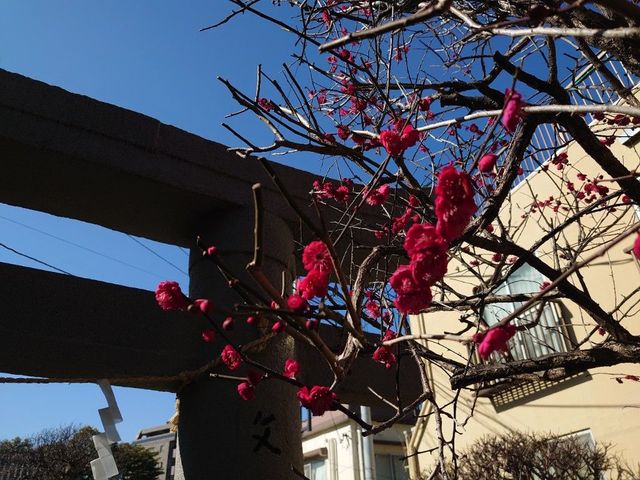 f:id:gemini-yahata:20220405150647j:plain