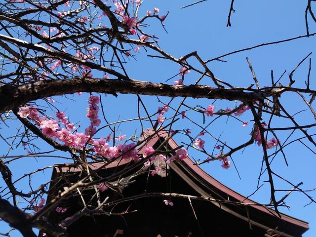 f:id:gemini-yahata:20220405150825j:plain