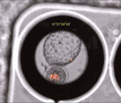 f:id:gempathy:20210419112810j:plain