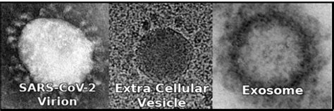 f:id:gempathy:20211020101035j:plain