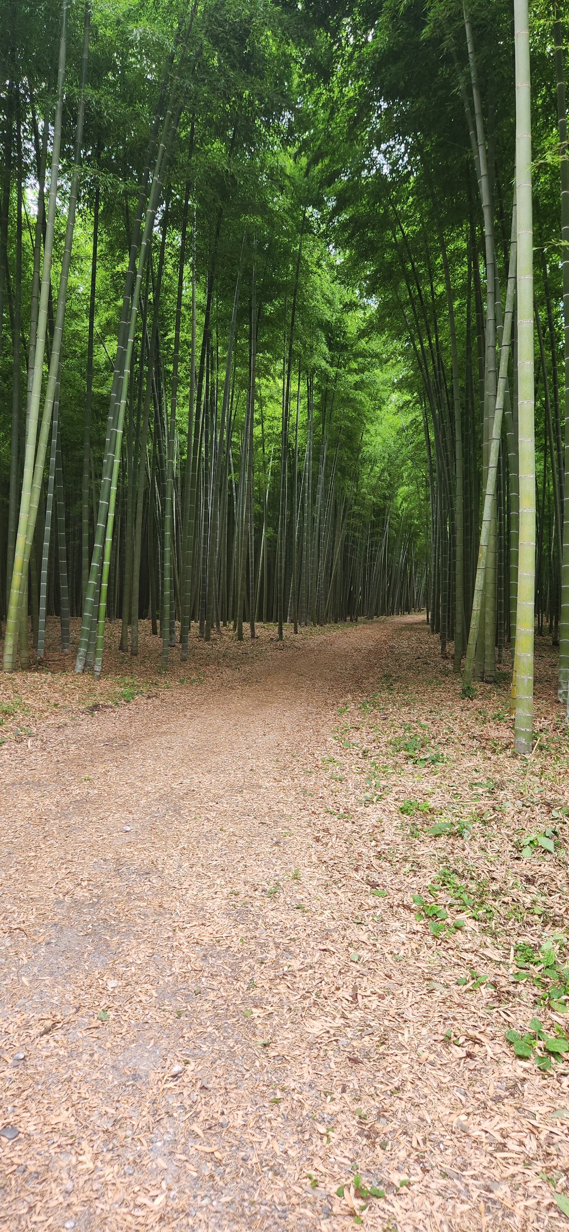 f:id:gen0326:20250711074146j:image