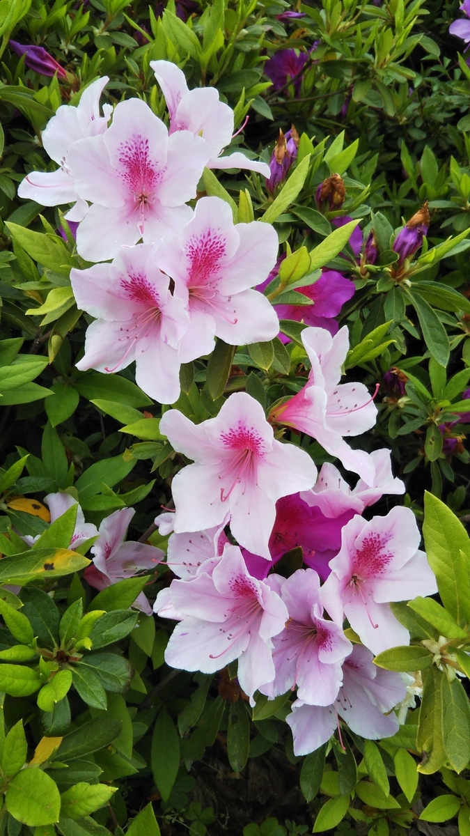 f:id:gena0116:20210416233652j:plain