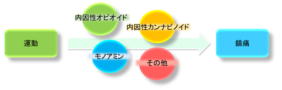 運動がもたらす鎮痛効果 Exercise Induced Hypoalgesia Eih リハきそ