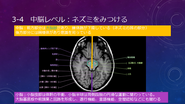 f:id:generalist_physio:20171013232059p:plain