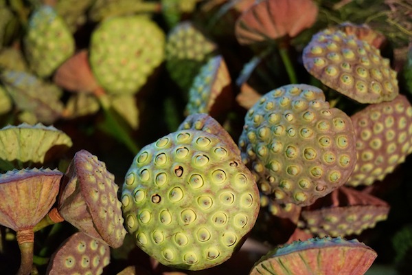 f:id:genesan:20170819161725j:plain f:id:genesan:20170819161725j:plain