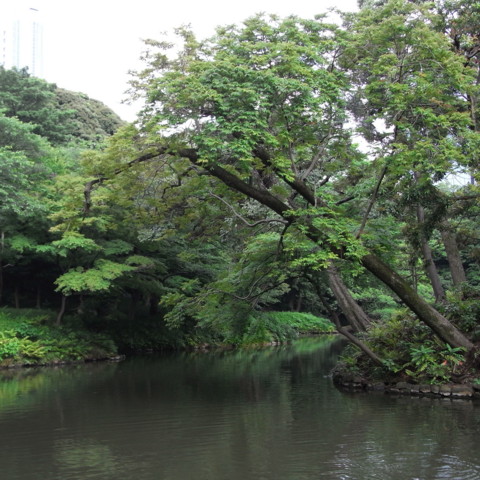 f:id:genesis:20090524155742j:image