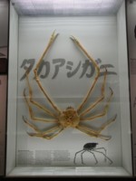 f:id:genesis:20090927172801j:image:right