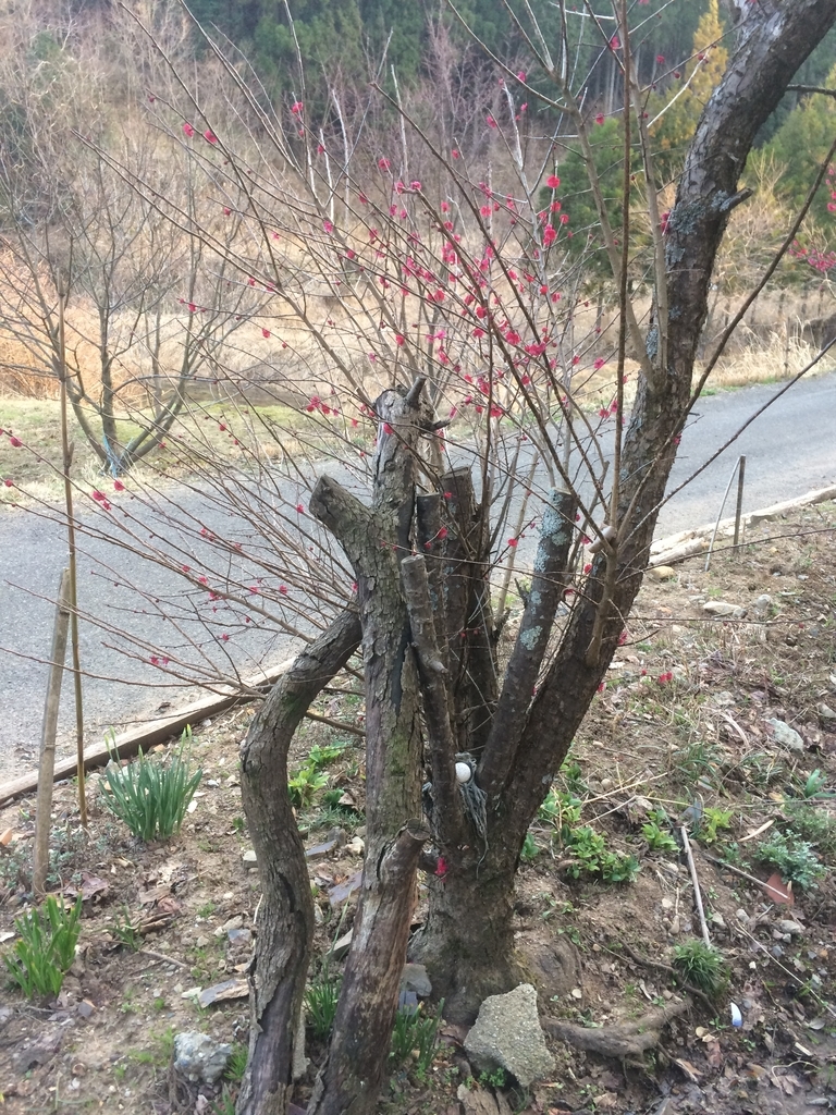 f:id:genkaishuraku:20190301040321j:plain
