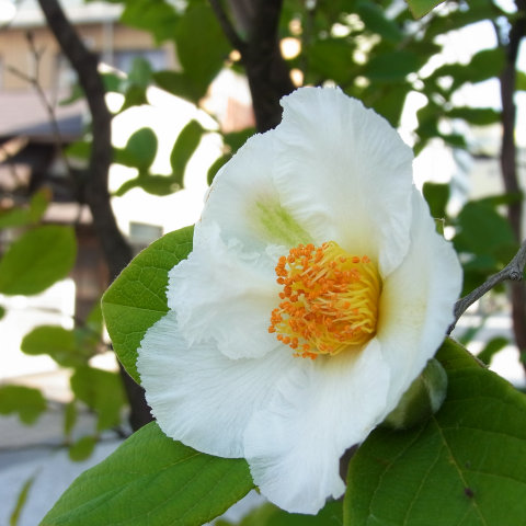 高崎街中で見られる初夏の花 白い花編 ｉ Love 高崎