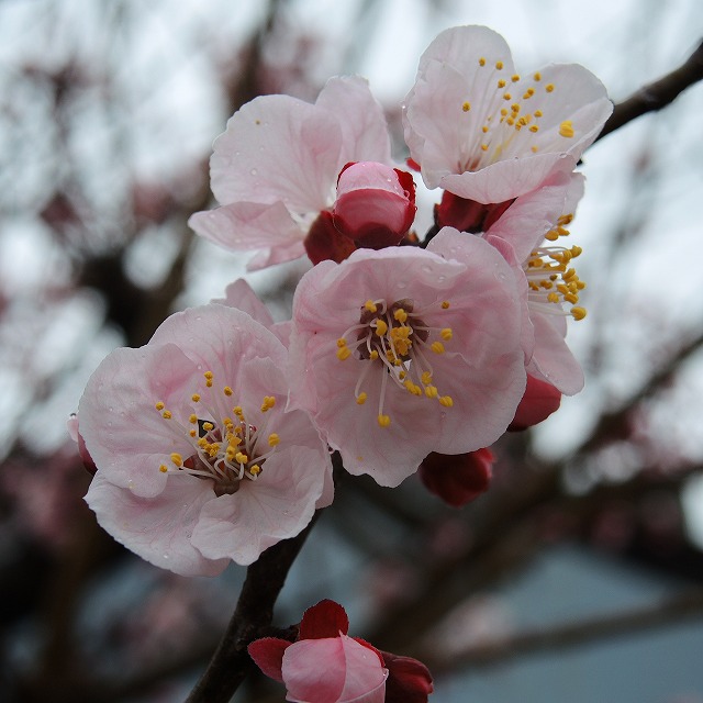 f:id:genki-1ban:20200314083810j:plain