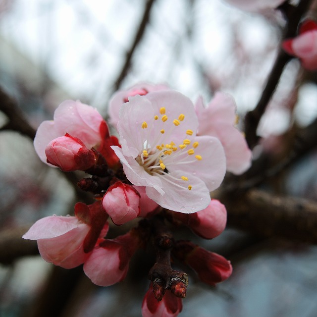 f:id:genki-1ban:20200314083836j:plain