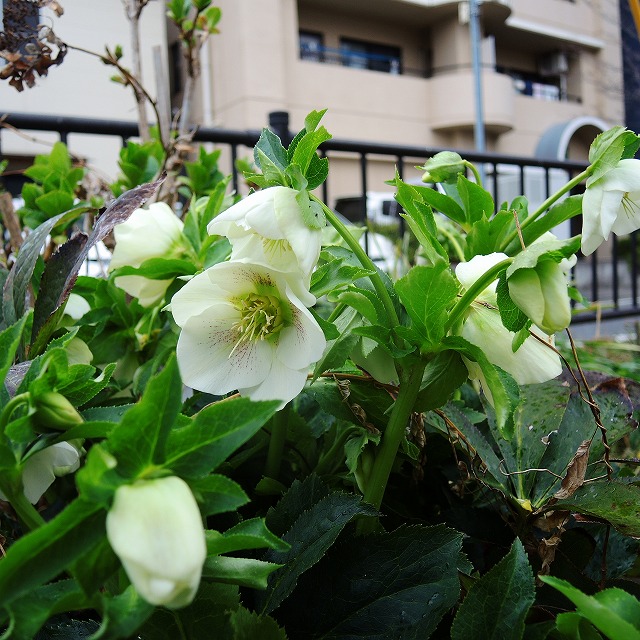 f:id:genki-1ban:20200314083909j:plain