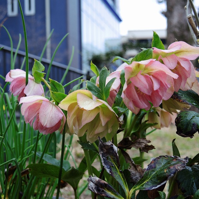 f:id:genki-1ban:20200314083949j:plain