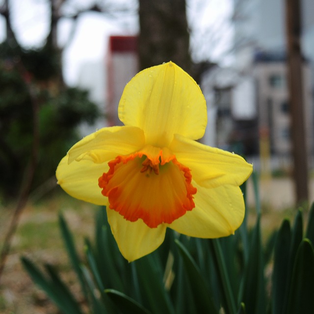 f:id:genki-1ban:20200314084030j:plain