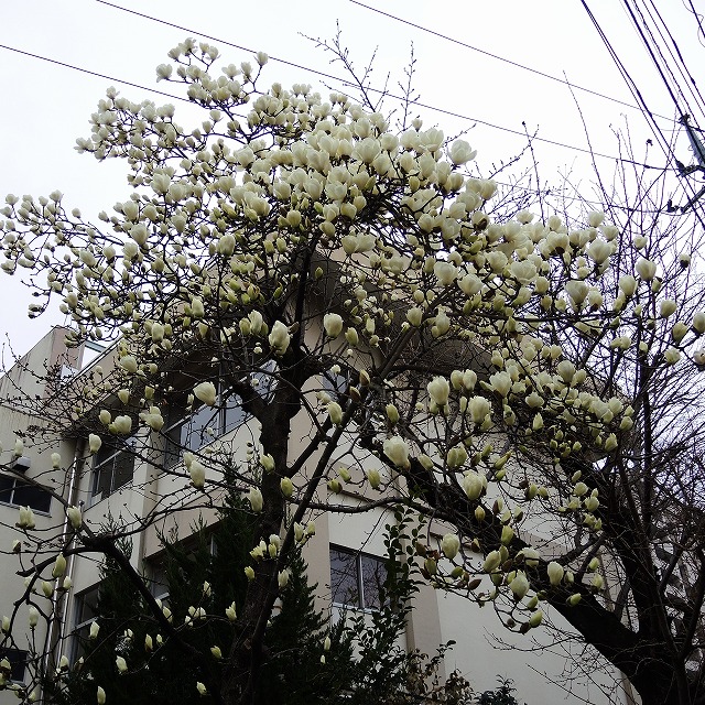 f:id:genki-1ban:20200314084315j:plain