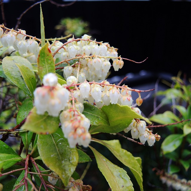 f:id:genki-1ban:20200314084546j:plain