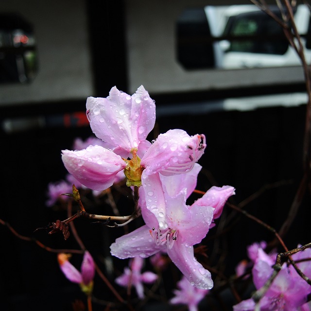 f:id:genki-1ban:20200314084651j:plain