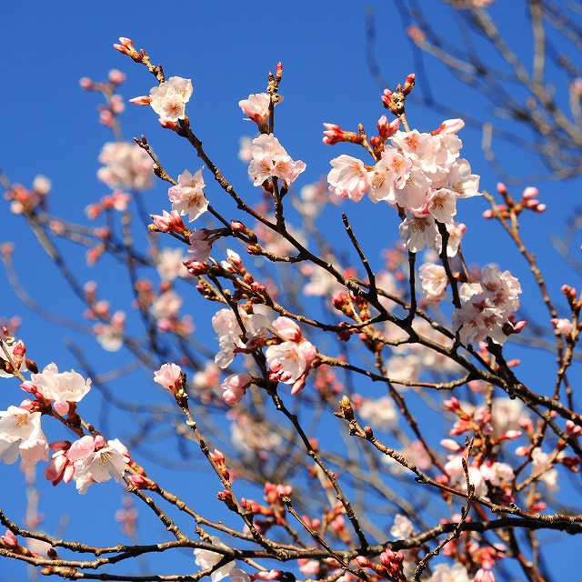 f:id:genki-1ban:20200315084546j:plain