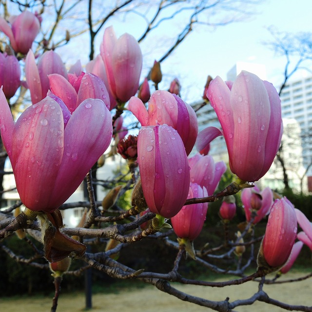 f:id:genki-1ban:20200315084610j:plain