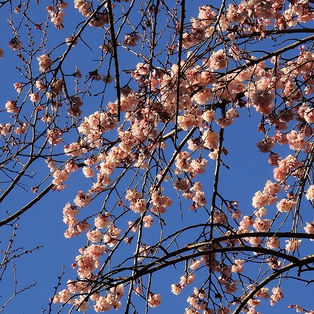 f:id:genki-1ban:20200315084830j:plain