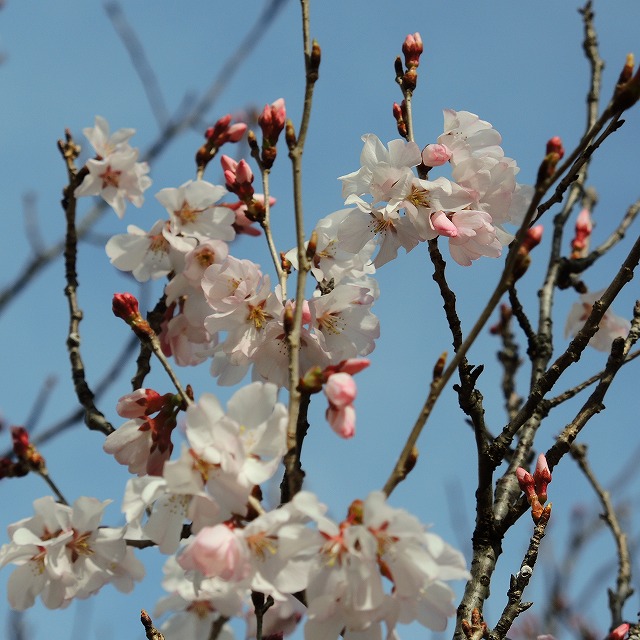 f:id:genki-1ban:20200316081226j:plain