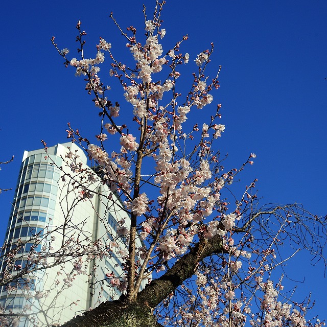f:id:genki-1ban:20200318082950j:plain