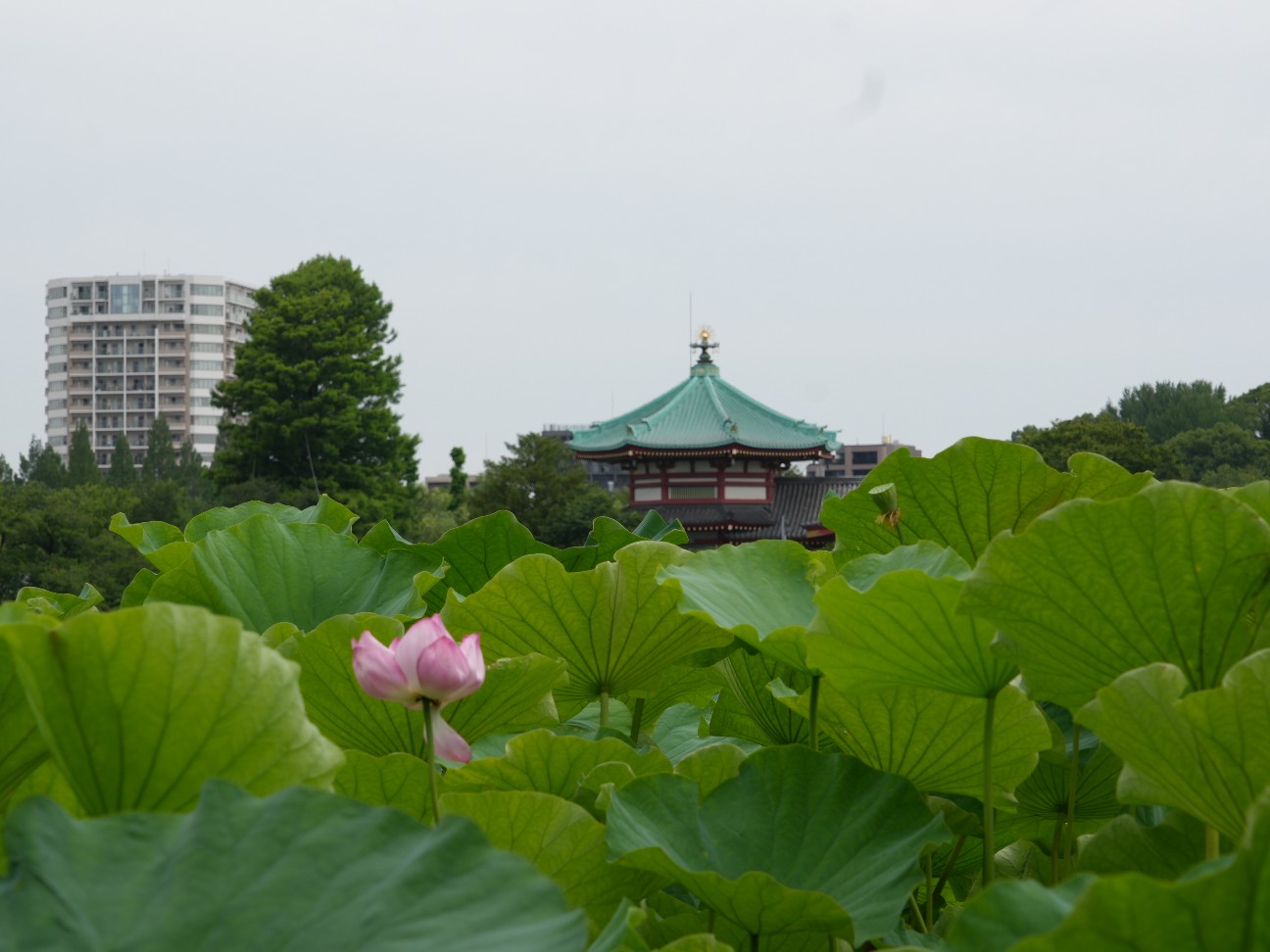 f:id:genki0228:20260714090252j:image