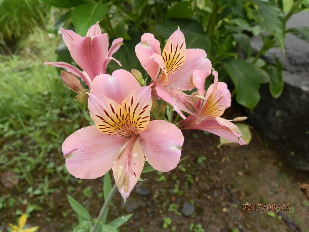 f:id:genkidaba-e882:20170825063515j:plain