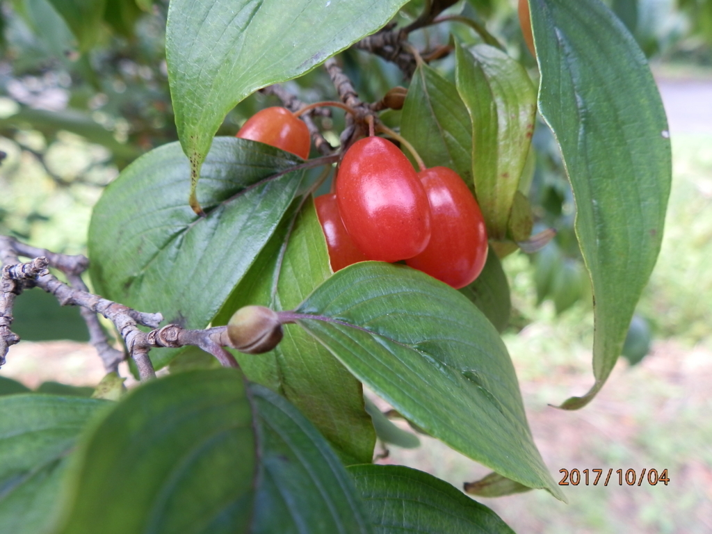 f:id:genkidaba-e882:20171009052854j:plain