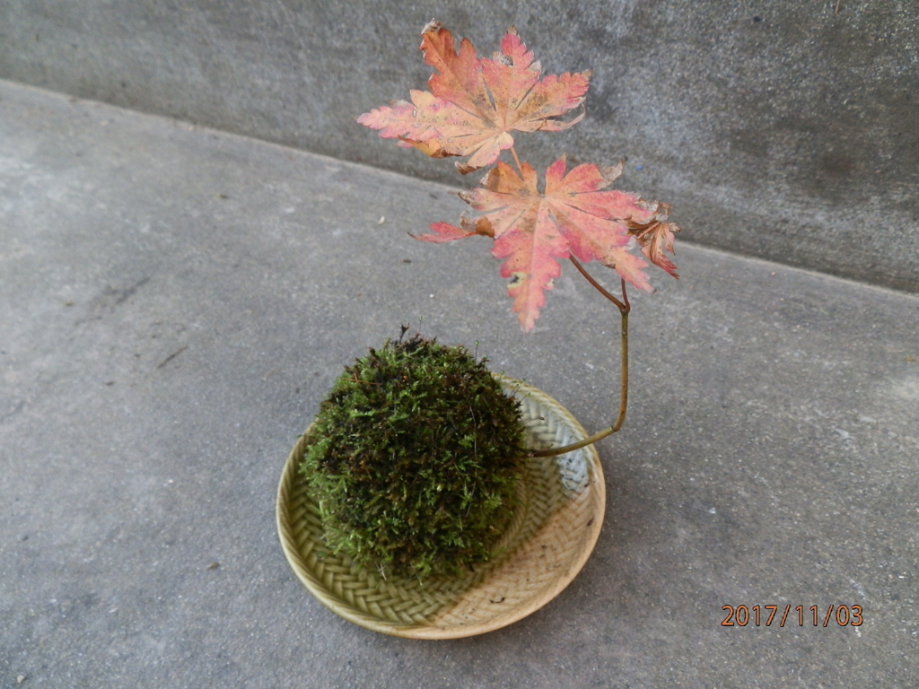 f:id:genkidaba-e882:20171112063435j:plain