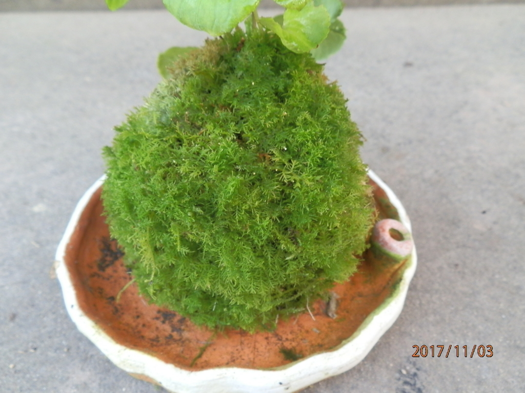 f:id:genkidaba-e882:20171112063517j:plain