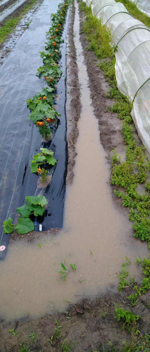 花を咲かす雨は、花を散らす雨となる - 元気村「村長通信」