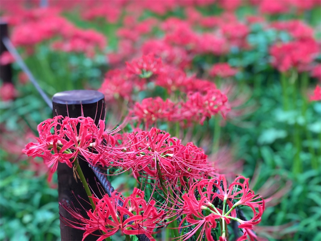 f:id:genko-library:20180925060001j:image