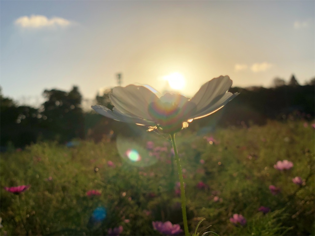 f:id:genko-library:20181007210452j:image