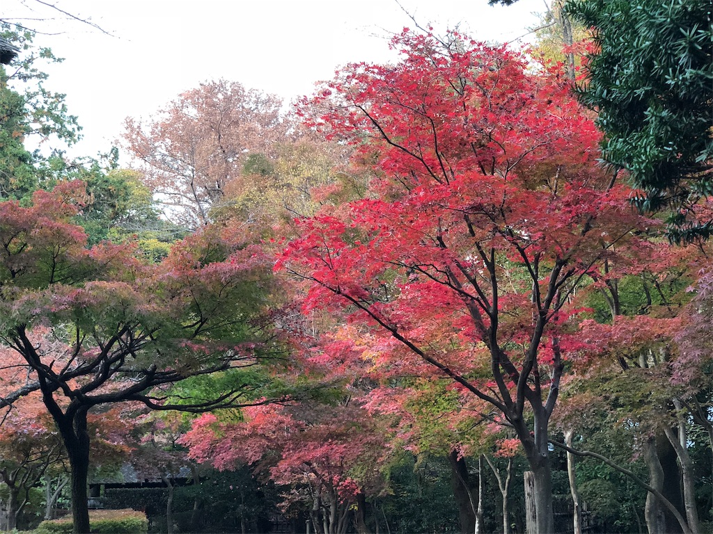 f:id:genko-library:20181118055748j:image