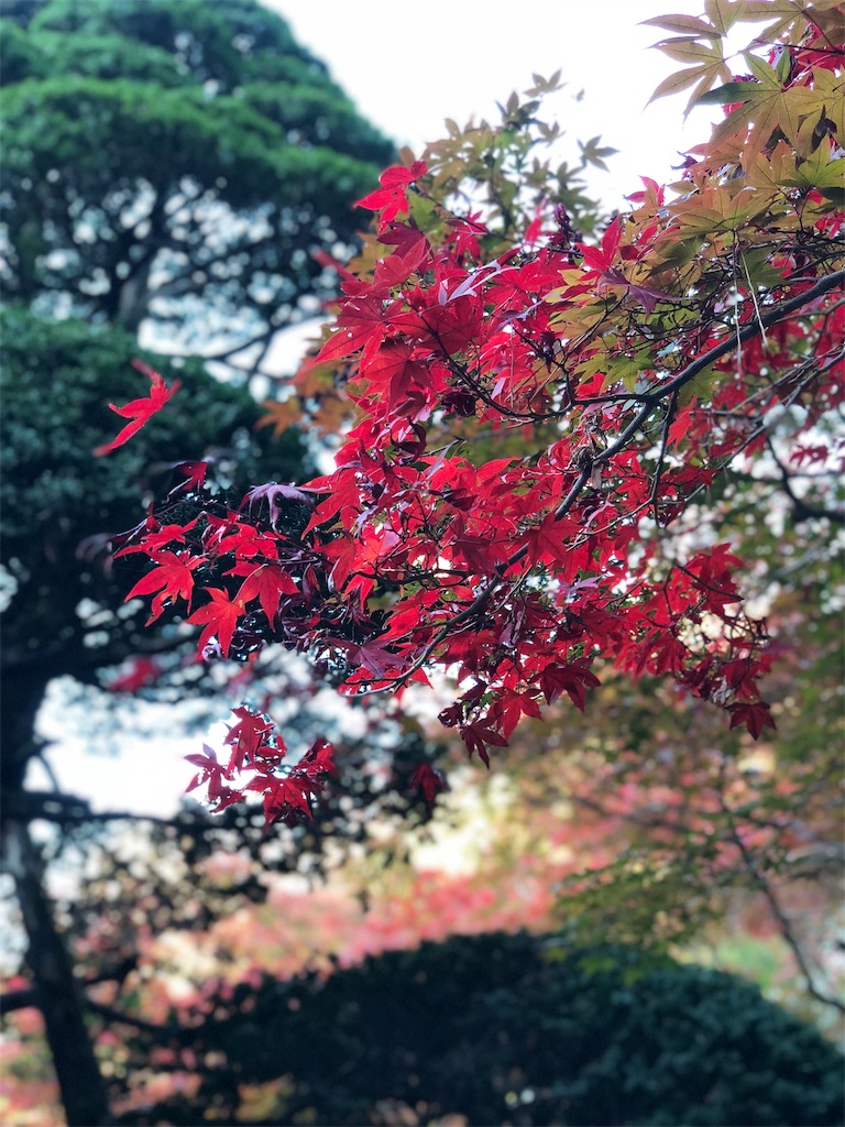 f:id:genko-library:20181118055759j:image