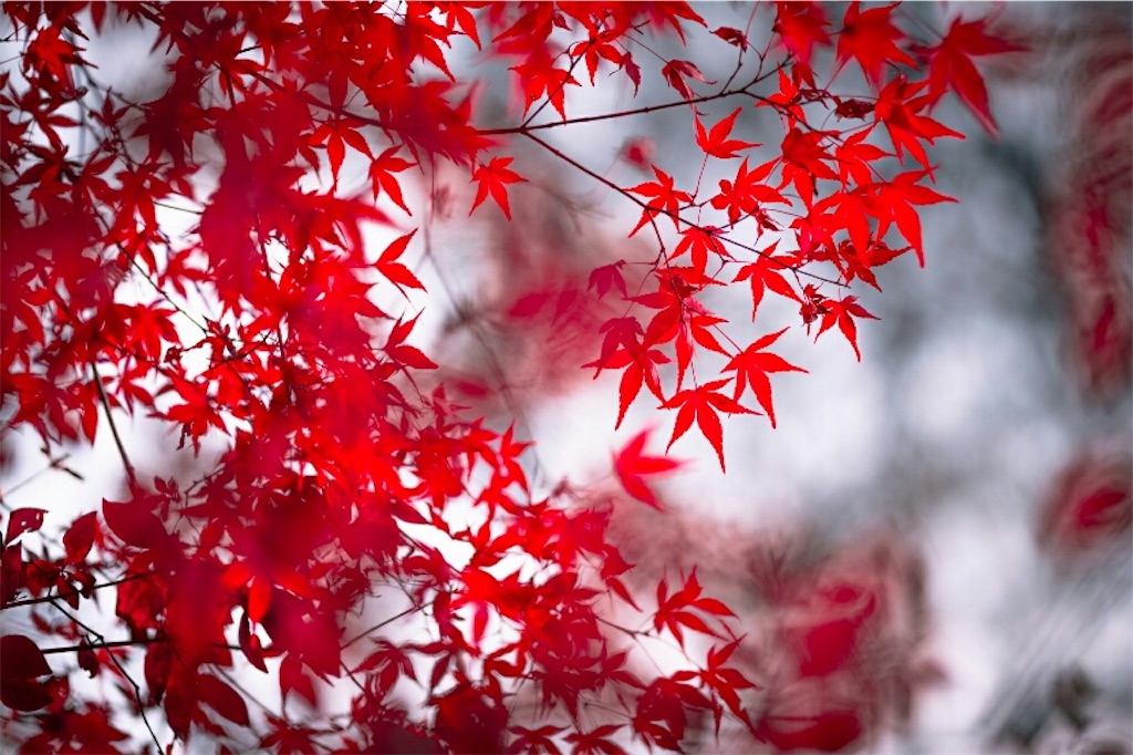 f:id:genko-library:20181120054557j:image