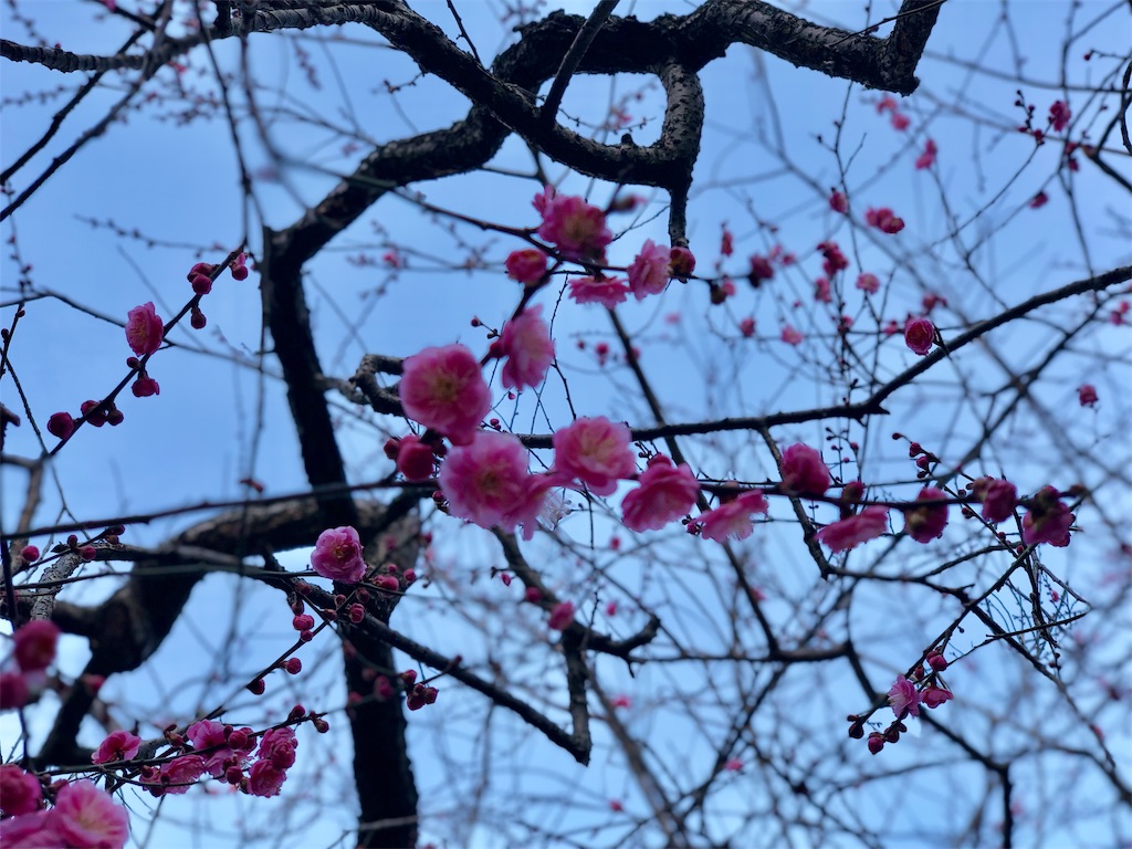f:id:genko-library:20190212053405j:image